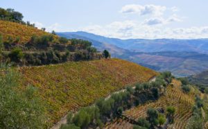 vineyards, Douro Valley, Portugal vineyards, Douro Valley, Portugal